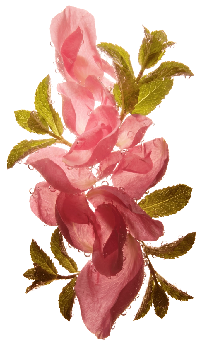 Dripl rose mint