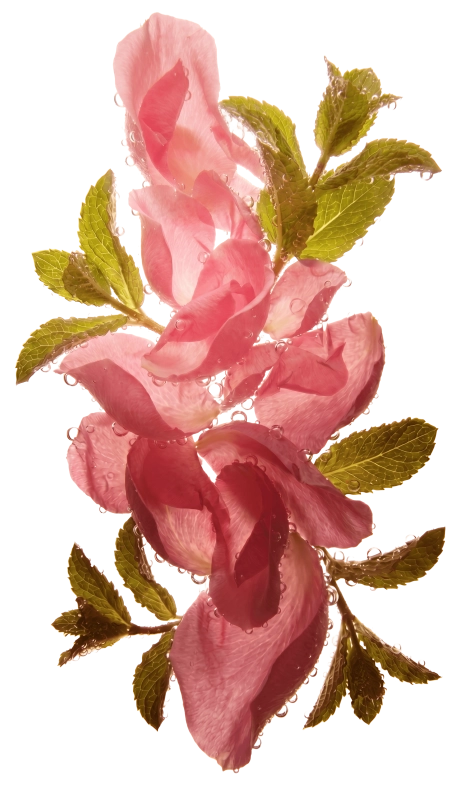 Dripl rose mint